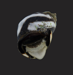Echinolittorina peruviana