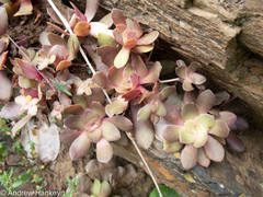 Crassula orbicularis