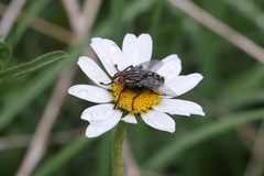 Sarcophaga carnaria