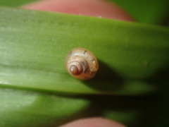 Coneuplecta