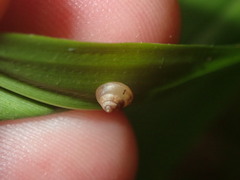 Coneuplecta