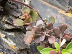 Kalanchoe rotundifolia