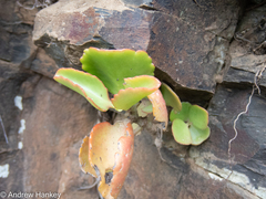 Kalanchoe sexangularis