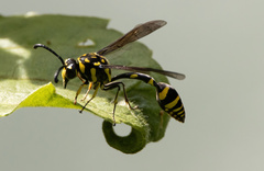Phimenes flavopictus