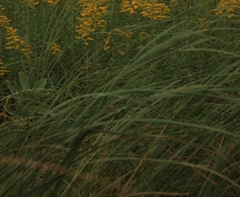Sporobolus michauxianus