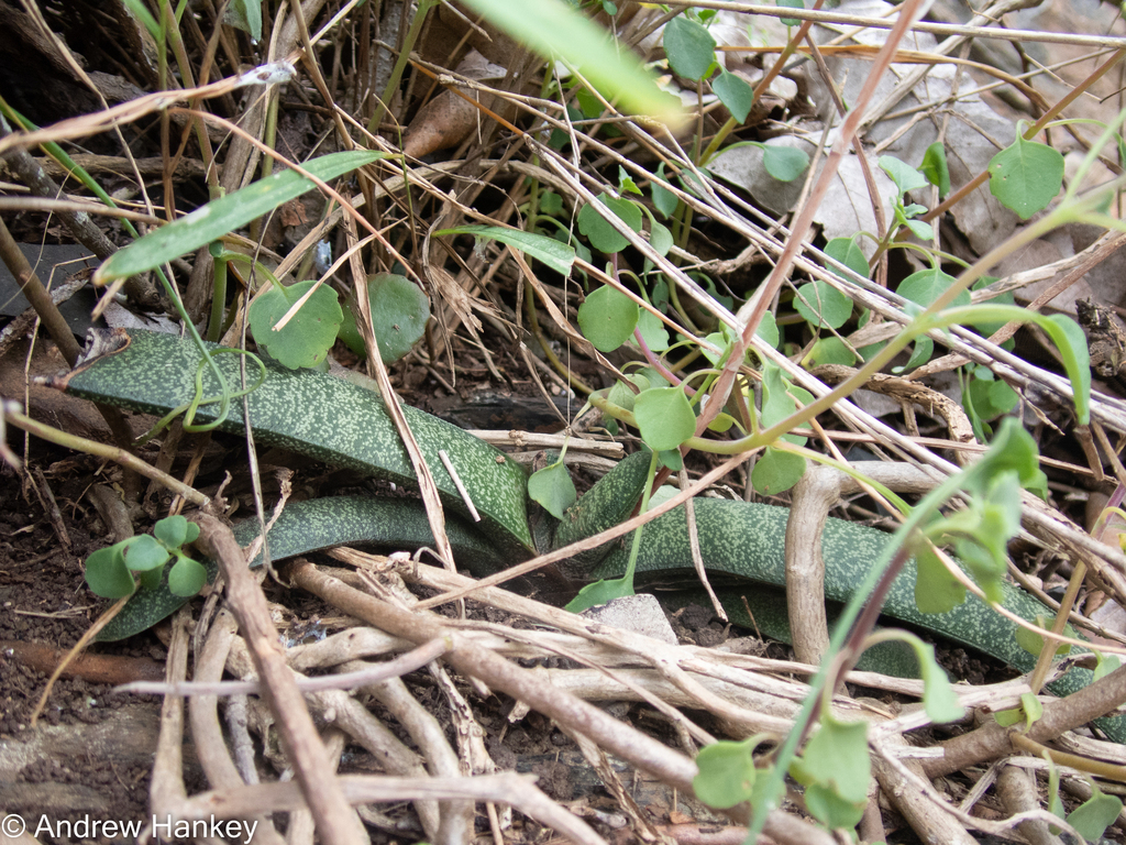 Gasteria batesiana G.D.Rowley 2