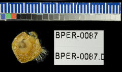Discinisca lamellosa