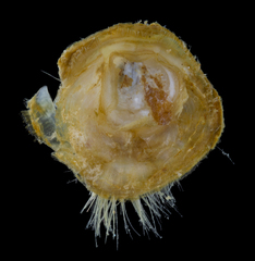 Discinisca lamellosa