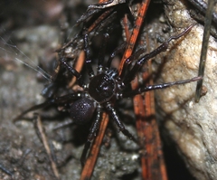 Hebestatis theveneti