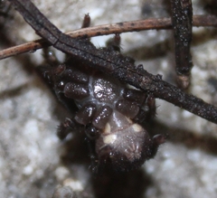 Hebestatis theveneti