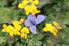 Polyommatus bellargus
