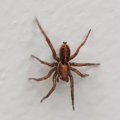 Artoriopsis