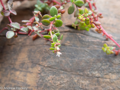 Crassula expansa