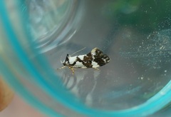 Machetis aphrobola