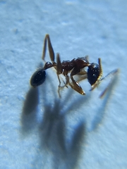 Pheidole wroughtonii