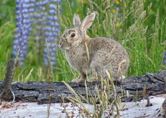 Oryctolagus cuniculus cuniculus