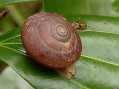 Quantula striata