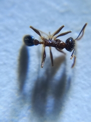 Pheidole wroughtonii