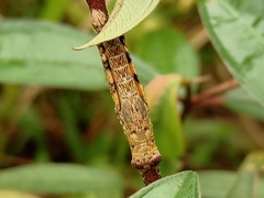 Catantopinae