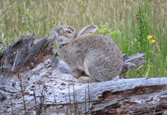 Oryctolagus cuniculus cuniculus