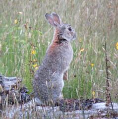 Oryctolagus cuniculus cuniculus