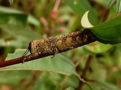 Catantopinae
