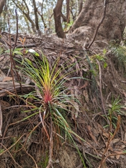 Dracophyllum secundum