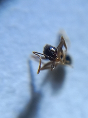 Pheidole wroughtonii