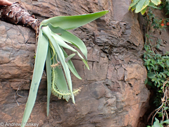 Ledebouria