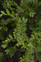 Grewia monticola