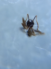 Pheidole nodus