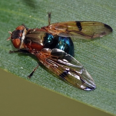 Lamprogaster corusca