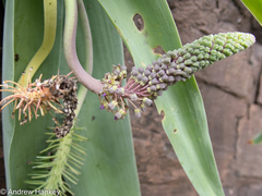 Ledebouria