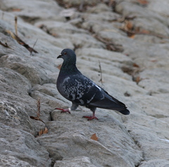 Columba livia domestica