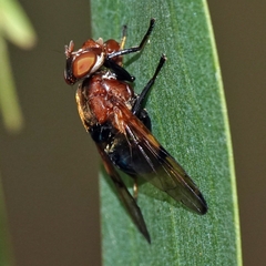 Lamprogaster corusca