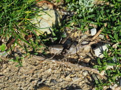 Thyreonotus corsicus