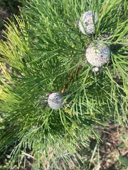 Isopogon anethifolius