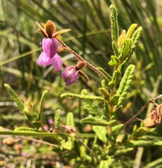 Thomasia petalocalyx