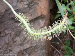 Ledebouria