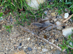 Thyreonotus corsicus