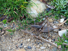 Thyreonotus corsicus
