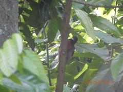 Melanerpes portoricensis