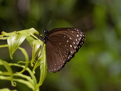 Euploea mulciber