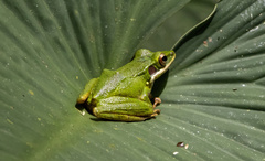 Odorrana hosii