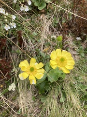 Ranunculus nivicola