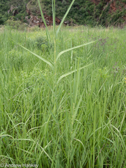 Phragmites mauritianus