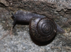 Helminthoglypta traskii