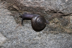 Helminthoglypta traskii