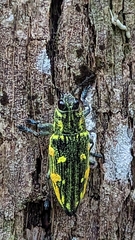 Austrochalcophora subfasciata