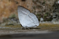 Curetis insularis